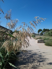 Phragmites australis altissimus