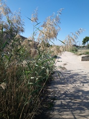 Phragmites australis altissimus