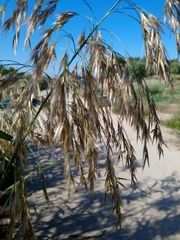 Phragmites australis altissimus