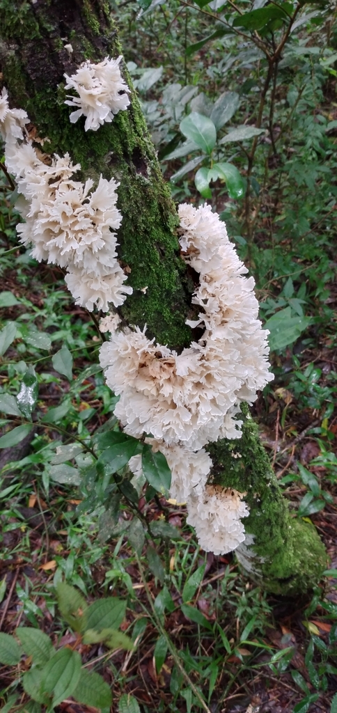 Irpex rosettiformis · January 2021 · photo: © gasperinbio (iNaturalist, cc-by)