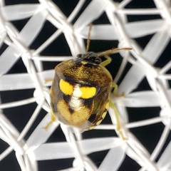 Aspideurus flavescens