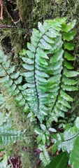 Asplenium harpeodes