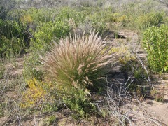 Aristida junciformis