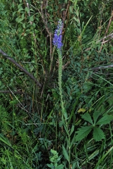 Veronica × kolyvanensis