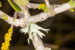 Ramalina fraxinea