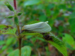 Pareuchaetes pseudoinsulata