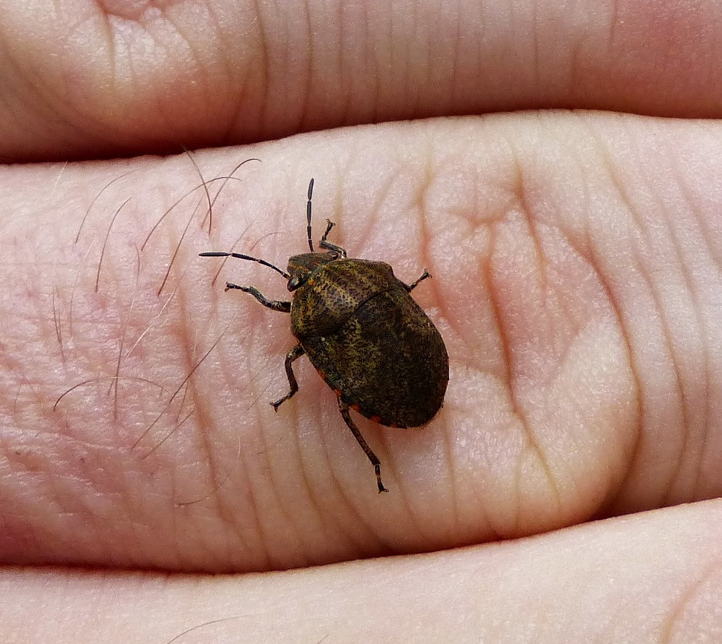 Polytes obscurus