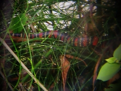 Lampropeltis micropholis