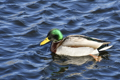 Anas platyrhynchos