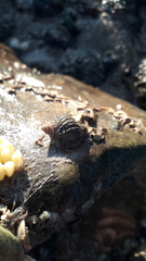 Nucella lapillus