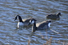 Anser anser × Branta canadensis