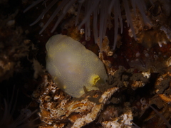 Cadlina laevis