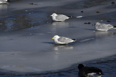 Larus delawarensis