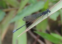 Argia frequentula