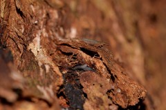 Kontikia ventrolineata