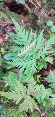 Doryopteris