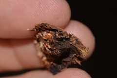 Kontikia ventrolineata