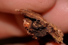 Kontikia ventrolineata