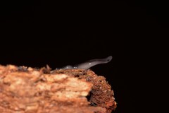 Kontikia ventrolineata