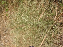 Pimpinella villosa