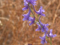 Delphinium gracile