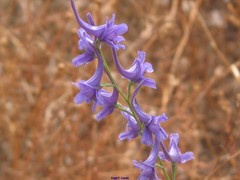 Delphinium gracile