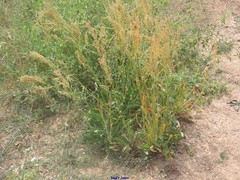 Rumex papillaris