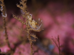 Rubramoena rubescens