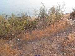 Armeria arenaria