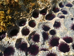 Echinometra insularis