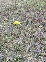 Melopsittacus undulatus domesticus