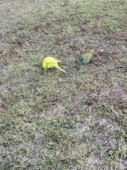 Melopsittacus undulatus domesticus