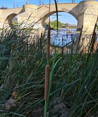 Typha domingensis