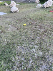 Melopsittacus undulatus domesticus