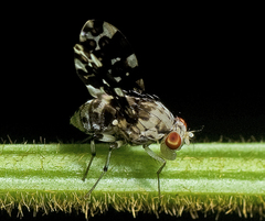 Mettinia subocellifera