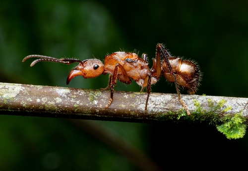 Ectatomma tuberculatum