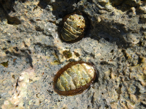 Plaxiphora mercatoris observed 2016-11-17