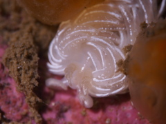 Favorinus blianus