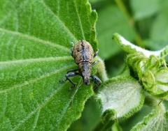 Naupactus versatilis