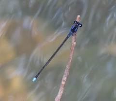 Argia calida