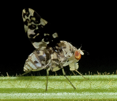 Mettinia subocellifera