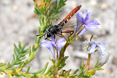 Miltinus stenogaster