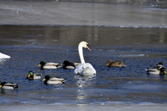 Cygnus olor