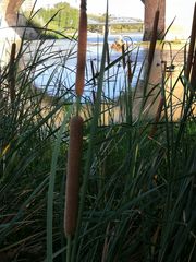 Typha domingensis