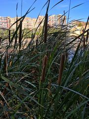 Typha domingensis