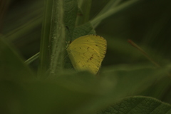 Eurema desjardinsii