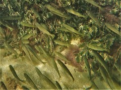 Helotes octolineatus