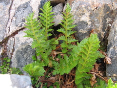 Polystichum cystostegium