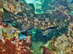 Aplodactylus westralis