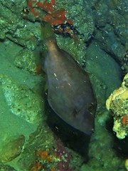 Meuschenia flavolineata